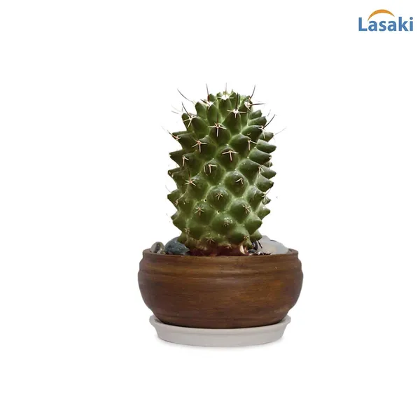 Bowl_Small_Ceramic_Pots_For_Indoor_Plants,_Planters,_Flower,_Pots,_Gamla,_Outdoor,_Balcony,_Home,_Garden,_Office_Décor,_Succulent_Pot_(Antique,_Plate:_White_R4)