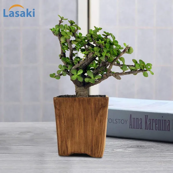 Jade_Plant_In_Mini_Pot_Ceramic_Pot_Antique,_1_Piece