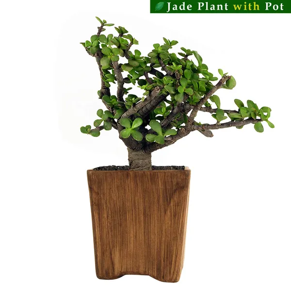Jade_Plant_In_Mini_Pot_Ceramic_Pot_Antique,_1_Piece