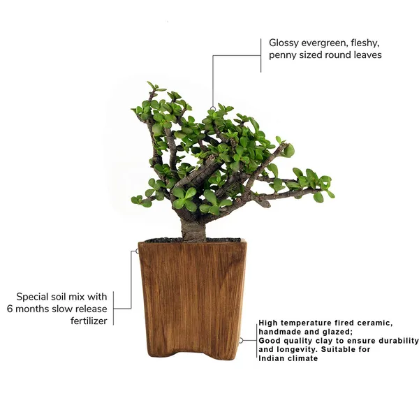Jade_Plant_In_Mini_Pot_Ceramic_Pot_Antique,_1_Piece
