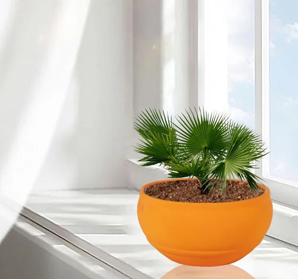Bowl_Small_Lily_Ceramic_Pots_For_Indoor_Plants,_Planters,_Flower,_Pots,_Gamla,_Outdoor,_Balcony,_Home,_Garden,_Office_Decor,_Succulent_Pot(D_-_15_X_H_-_8_Cm)