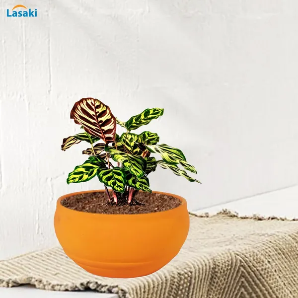 Bowl_Small_Lily_Ceramic_Pots_For_Indoor_Plants,_Planters,_Flower,_Pots,_Gamla,_Outdoor,_Balcony,_Home,_Garden,_Office_Decor,_Succulent_Pot(D_-_15_X_H_-_8_Cm)