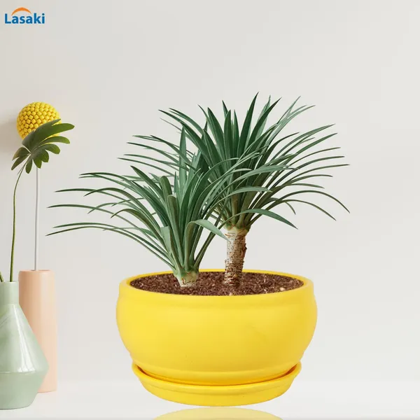 Bowl_Small_Saffron_With_Plate_Saffron_R4_Ceramic_Pots_For_Indoor_Plants,Planters,Flower,Gamla,Outdoor,Home,Garden,Decor,Succulent(Bowl-H-8Cmxd-15Cm,Plate-H-2Xd-13Cm)