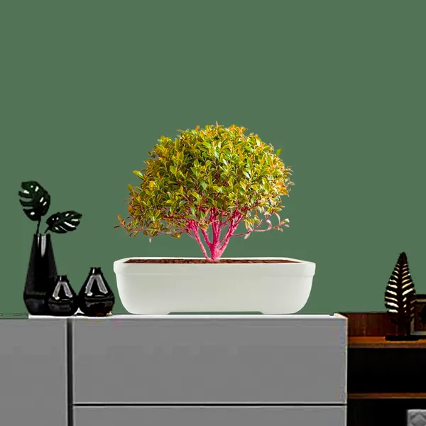 Rectangle_Ceramic_Pots_For_Indoor_Plants_Planters_Flower_Pots_Gamla_Outdoor_Succulent_Pot.(Color:_White)(L:_26_Cm,_W:_19_Cm,_H:_7_Cm)(Rec002)