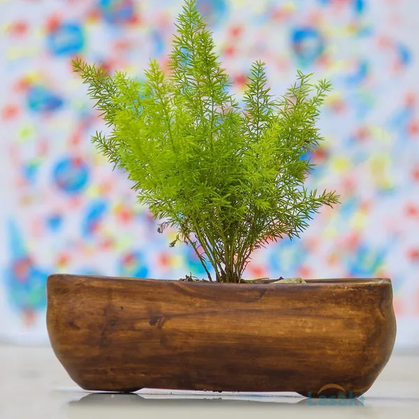 Rectangle_Antique_Rec002_Ceramic_Pots_For_Indoor_Plants,Planters,Gamla,Outdoor(Color:Antique)_L:26_Cm,W:19_Cm,H:7_Cm