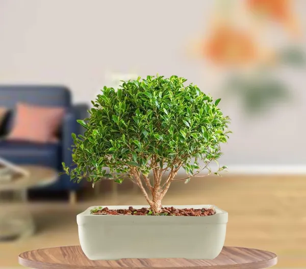 Rectangle_Ceramic_Pots_For_Indoor_Plants,Planters,Flower,Gamla,Outdoor,Balcony,Home,Garden,Office_Decor,Succulent(Color:White)(L:20_Cm,W:13_Cm,_H:6.5_Cm)_Rec003