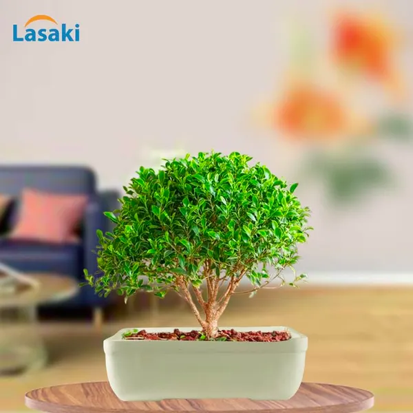 Rectangle_Ceramic_Pots_For_Indoor_Plants,Planters,Flower,Gamla,Outdoor,Balcony,Home,Garden,Office_Decor,Succulent(Color:White)(L:20_Cm,W:13_Cm,_H:6.5_Cm)_Rec003