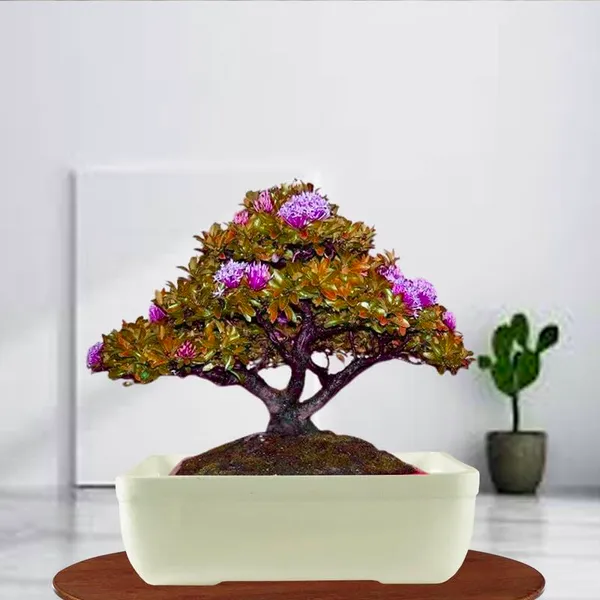 Rectangle_Ceramic_Pots_For_Indoor_Plants,Planters,Flower,Gamla,Outdoor,Balcony,Home,Garden,Office_Decor,Succulent(Color:White)(L:20_Cm,W:13_Cm,_H:6.5_Cm)_Rec003