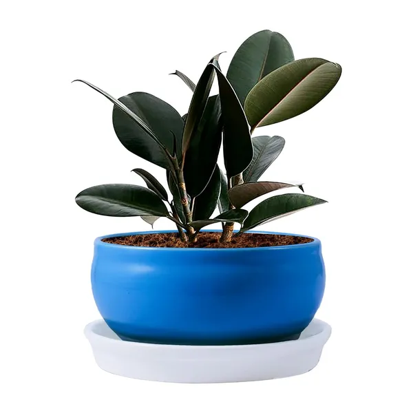 Bowl_With_Tray_Plate_Ceramic_Pots_For_Indoor_Plants,Planters,Flower_Pots,Gamla_For_Indoor,Outdoor,Balcony,Home,Garden,Office_Decor,Succulent_Pot(D:13_Cm,_H:7_Cm)_Cir001