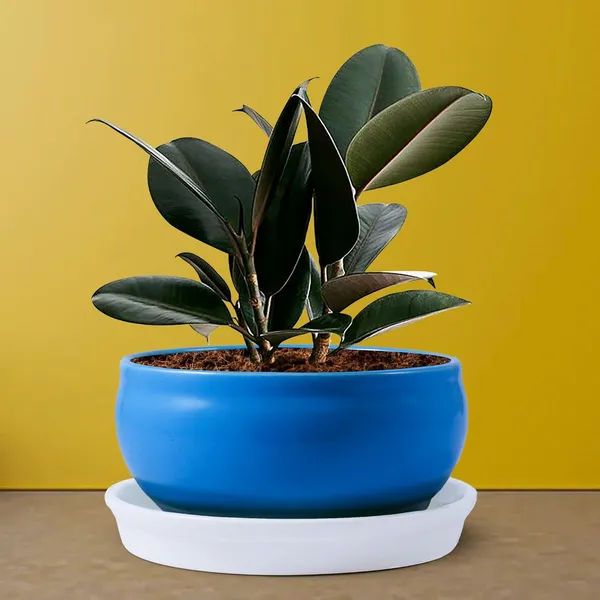 Bowl_With_Tray_Plate_Ceramic_Pots_For_Indoor_Plants,Planters,Flower_Pots,Gamla_For_Indoor,Outdoor,Balcony,Home,Garden,Office_Decor,Succulent_Pot(D:13_Cm,_H:7_Cm)_Cir001