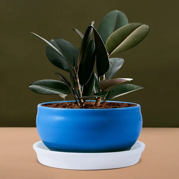 Bowl_With_Tray_Plate_Ceramic_Pots_For_Indoor_Plants,Planters,Flower_Pots,Gamla_For_Indoor,Outdoor,Balcony,Home,Garden,Office_Decor,Succulent_Pot(D:13_Cm,_H:7_Cm)_Cir001