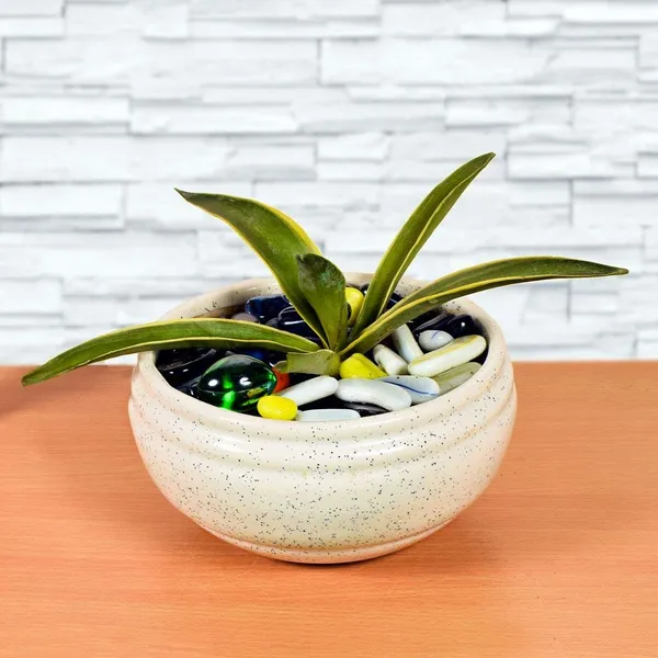 Bowl_With_Tray_Plate_Ceramic_Pots_For_Indoor_Plants,Planters,Flower_Pots,Gamla_For_Indoor,Outdoor,Succulent_Pot(D:13_Cm,_H:7_Cm)_(Color:White,_Plate:Yellow)_Cir001