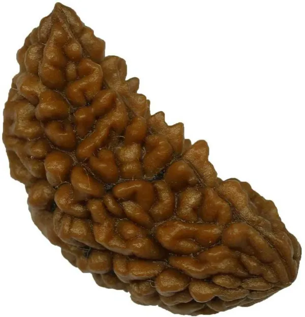 1_Mukhi_Rudraksha