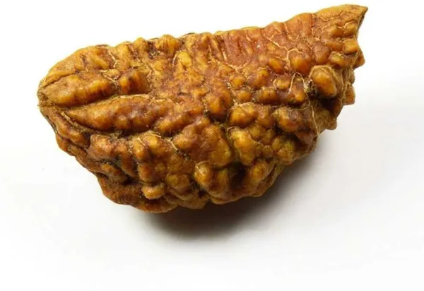 1_Mukhi_Rudraksha