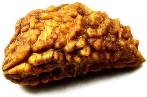 1_Mukhi_Rudraksha