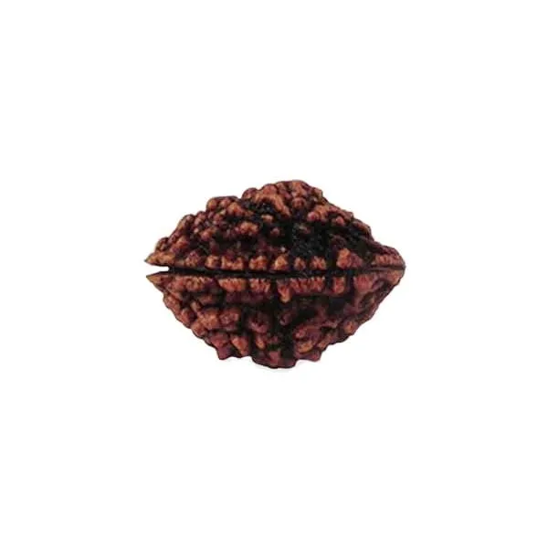 2_Mukhi_Rudraksha