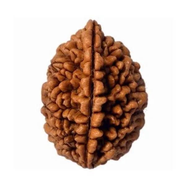 2_Mukhi_Rudraksha