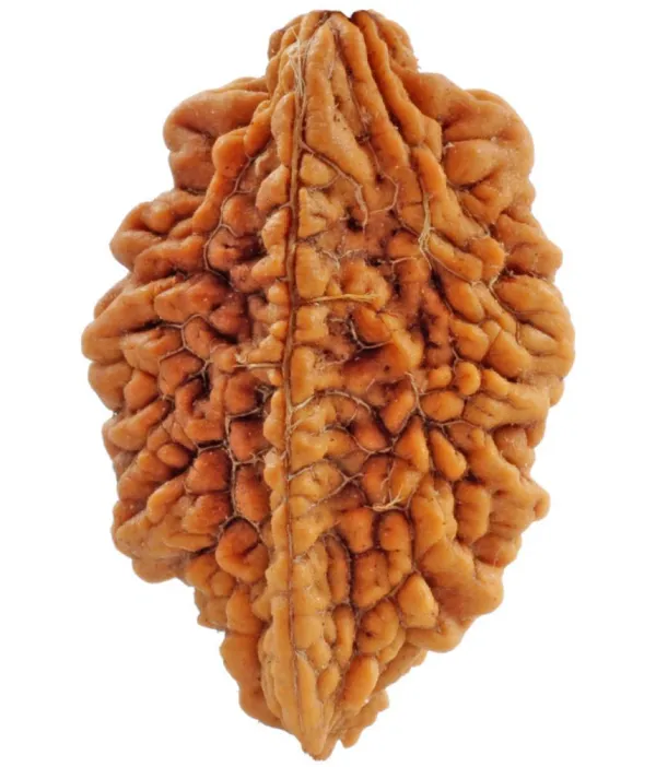 2_Mukhi_Rudraksha