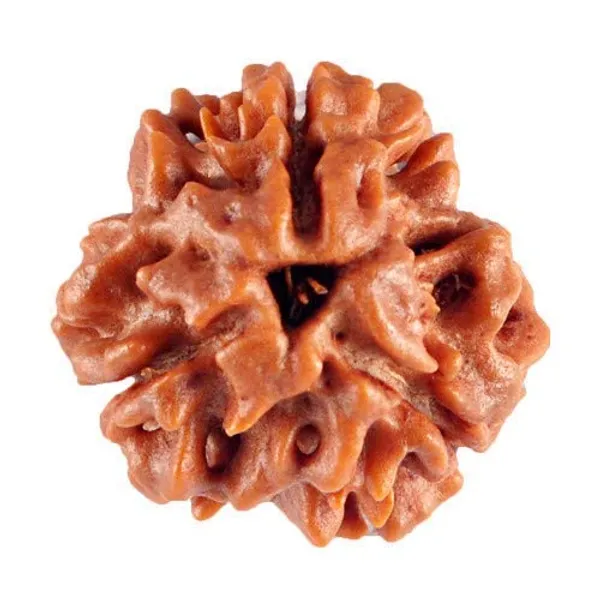 3_Mukhi_Lab_Certified_Rudraksha_(Brown)