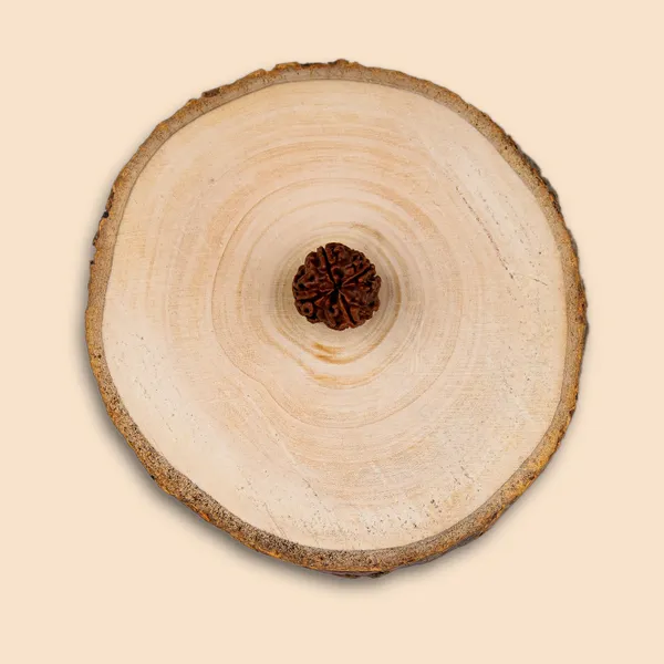 4_Mukhi_Rudraksha