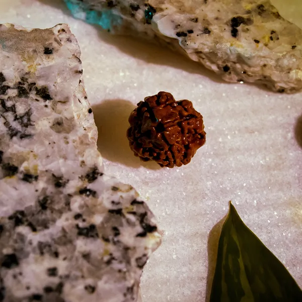 4_Mukhi_Rudraksha