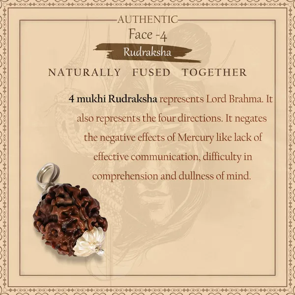 4_Mukhi_Rudraksha