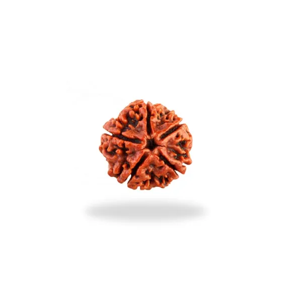 5_Mukhi_Rudraksha