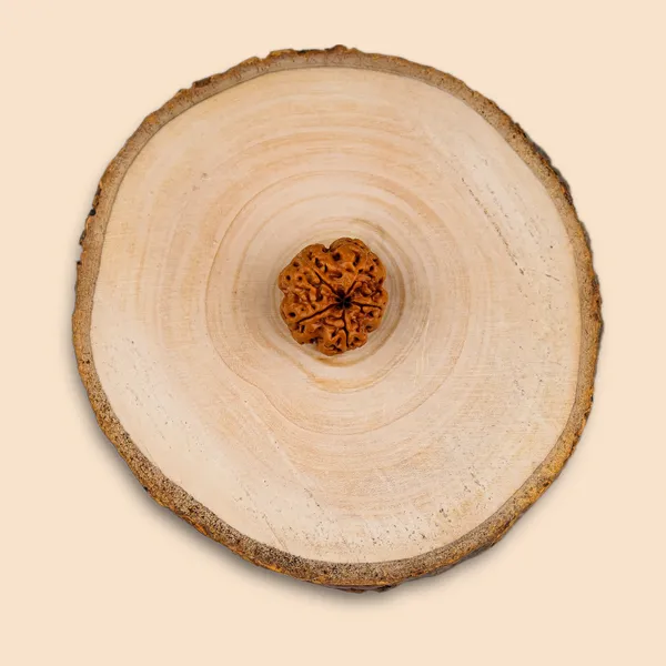 5_Mukhi_Rudraksha