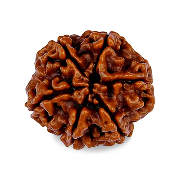 6_Mukhi_Rudraksha