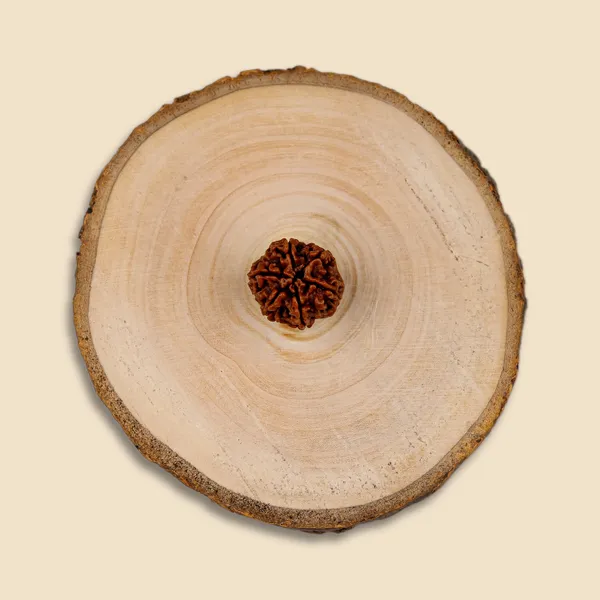 6_Mukhi_Rudraksha