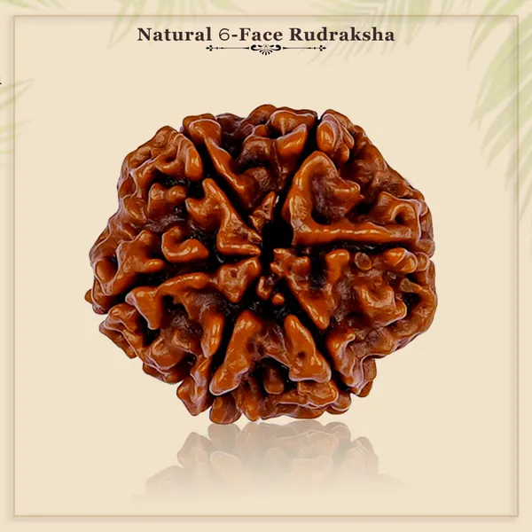 6_Mukhi_Rudraksha