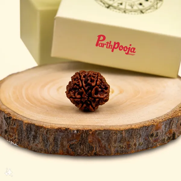 6_Mukhi_Rudraksha
