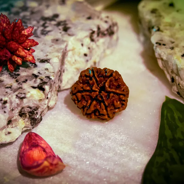 6_Mukhi_Rudraksha