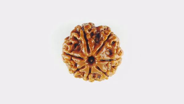 Lab_Certified_Seven_Mukhi_Mahalaxmi_Rudraksha