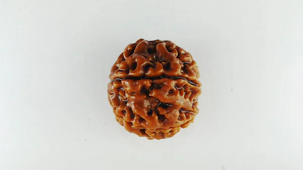 Lab_Certified_Seven_Mukhi_Mahalaxmi_Rudraksha