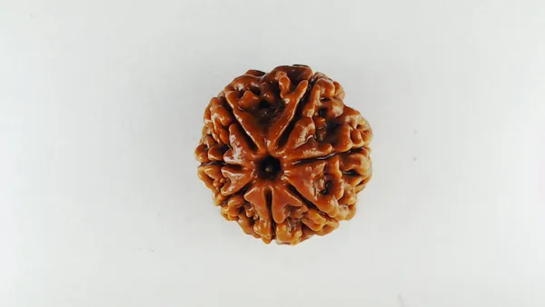 Lab_Certified_Seven_Mukhi_Mahalaxmi_Rudraksha