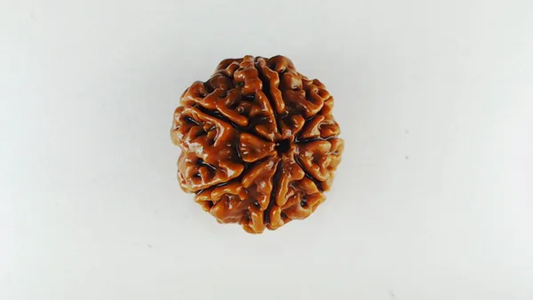 Lab_Certified_Seven_Mukhi_Mahalaxmi_Rudraksha