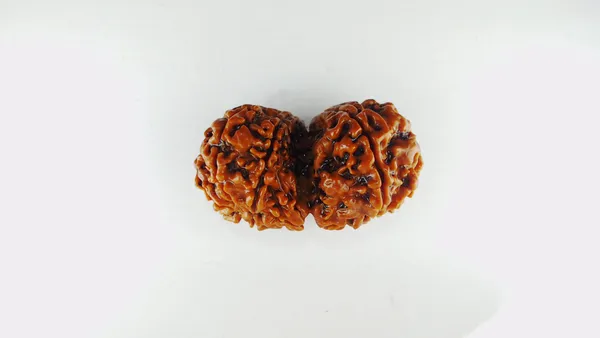 Gauri_Shankar_Rudraksh_Original_&_Preciouse_Nepal_Rudraksha_By_Lab_Certified