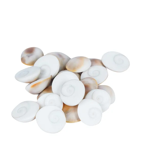 Natural_Rare_Gomti_Gomati_Chakra_Original_For_Prosperity_&_Good_Health_|_Vastu_Product_&_Astrological_Remedies_(11Pcs)