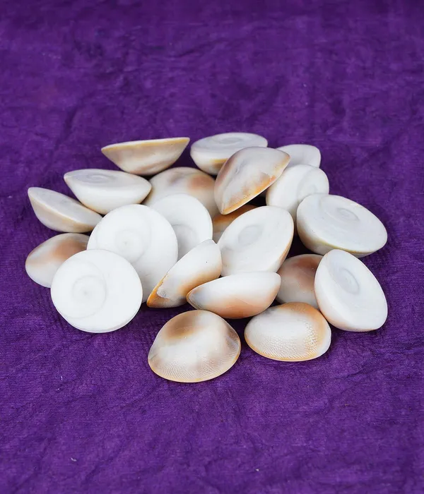 Natural_Rare_Gomti_Gomati_Chakra_Original_For_Prosperity_&_Good_Health_|_Vastu_Product_&_Astrological_Remedies_(11Pcs)
