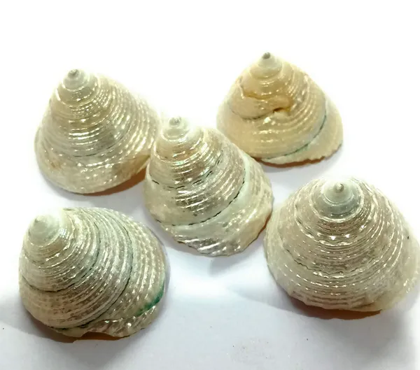 Natural_Pearl_Shankh_For_Laxmi/Diwali_Puja/Pooja_For_Home_Temple_Mandir_Decor_Vamavarti_(1.5_Inch)