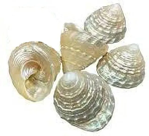 Natural_Pearl_Shankh_For_Laxmi/Diwali_Puja/Pooja_For_Home_Temple_Mandir_Decor_Vamavarti_(1.5_Inch)