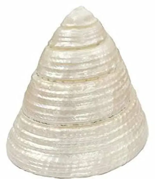 Natural_Pearl_Shankh_For_Laxmi/Diwali_Puja/Pooja_For_Home_Temple_Mandir_Decor_Vamavarti_(1.5_Inch)