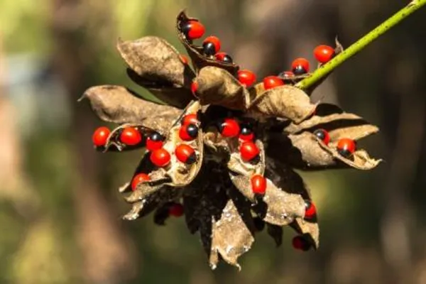Red_Gunja_Seeds/Laal_Chirmi_Beej_For_Maa_Lakshmi_Pooja_(51_Pieces)