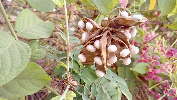 White_Gunja_Seeds