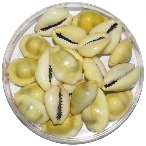 Yellow_Lakshmi_Kaudi_|_Peeli_Kowdi_Cowrie_Sea_Shell_Vastu_Shastra_Remedies_For_Lakshmi_&_Diwali_Pooja