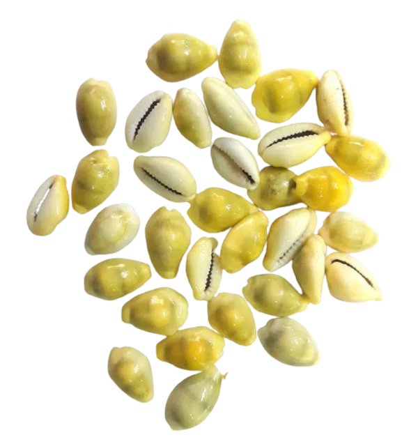 Yellow_Lakshmi_Kaudi_|_Peeli_Kowdi_Cowrie_Sea_Shell_Vastu_Shastra_Remedies_For_Lakshmi_&_Diwali_Pooja