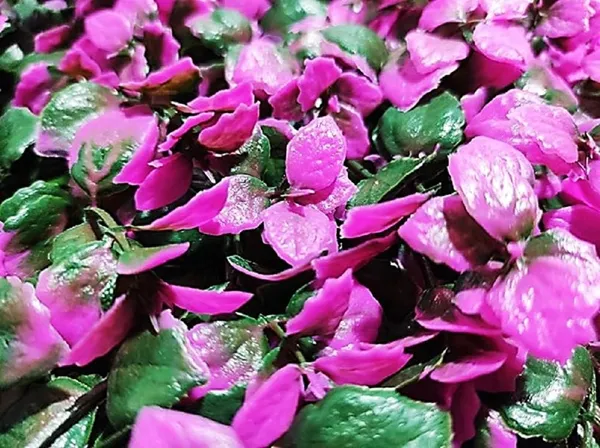 Pink_Vertical_Garden_Artificial_Wall_Plants_|_50Cm_X_50Cm_X_8Cm
