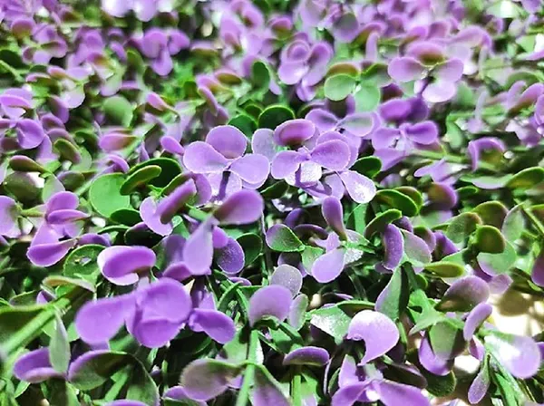 Purple_Vertical_Garden_Artificial_Wall_Plants_|_50Cm_X_50Cm_X_8Cm