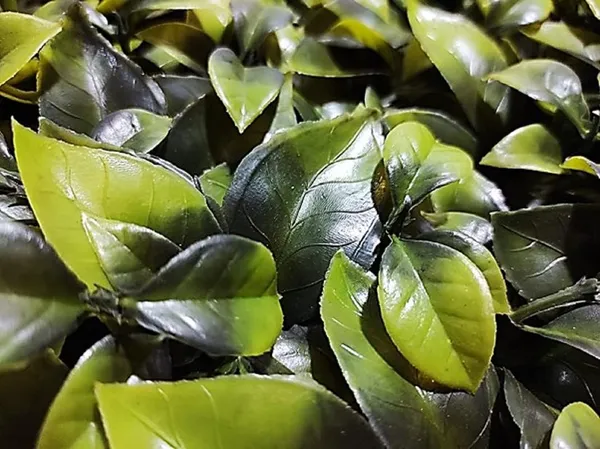 Green_Vertical_Garden_Artificial_Wall_Plants_|_60Cm_X_40Cm_X_5Cm